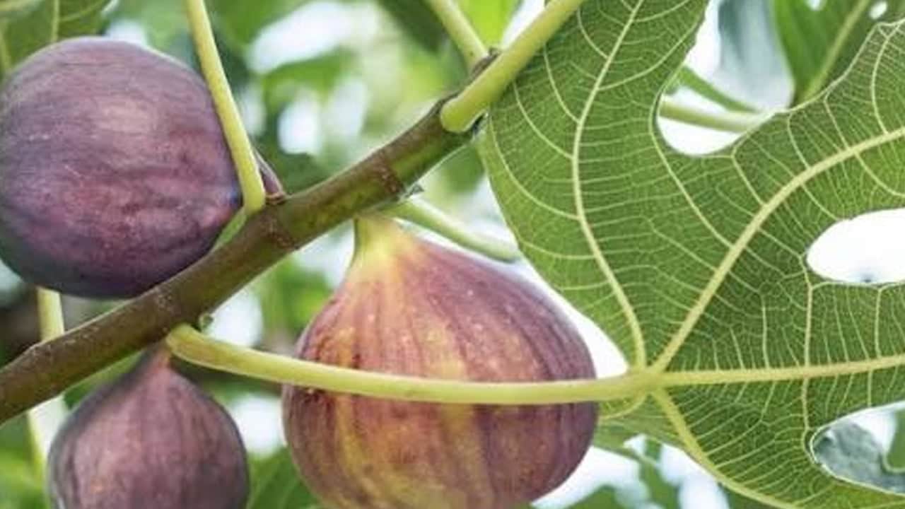 Foto - Dikildiği yerde havayı bile taşa çeviren ağaç: Kur'an'da bile adı geçiyor: Kuru incir neye iyi gelir?