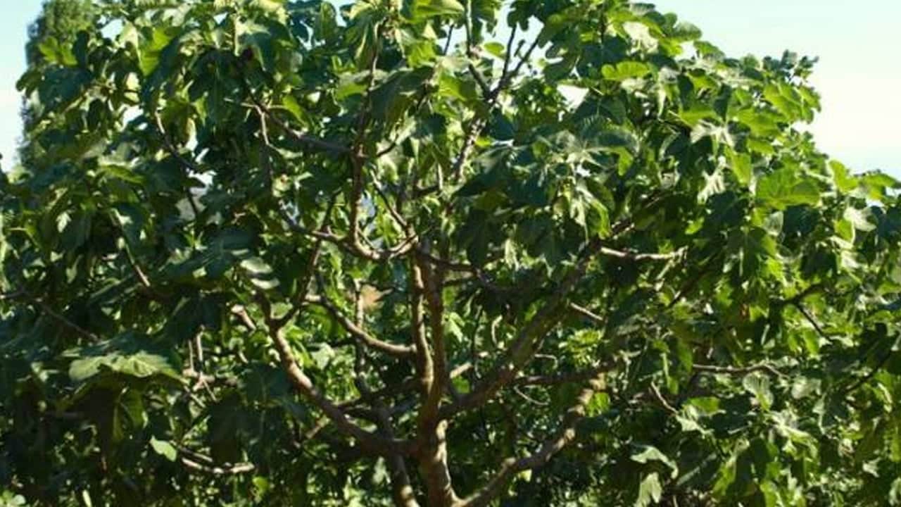 Foto - Dikildiği yerde havayı bile taşa çeviren ağaç: Kur'an'da bile adı geçiyor: Kuru incir neye iyi gelir?