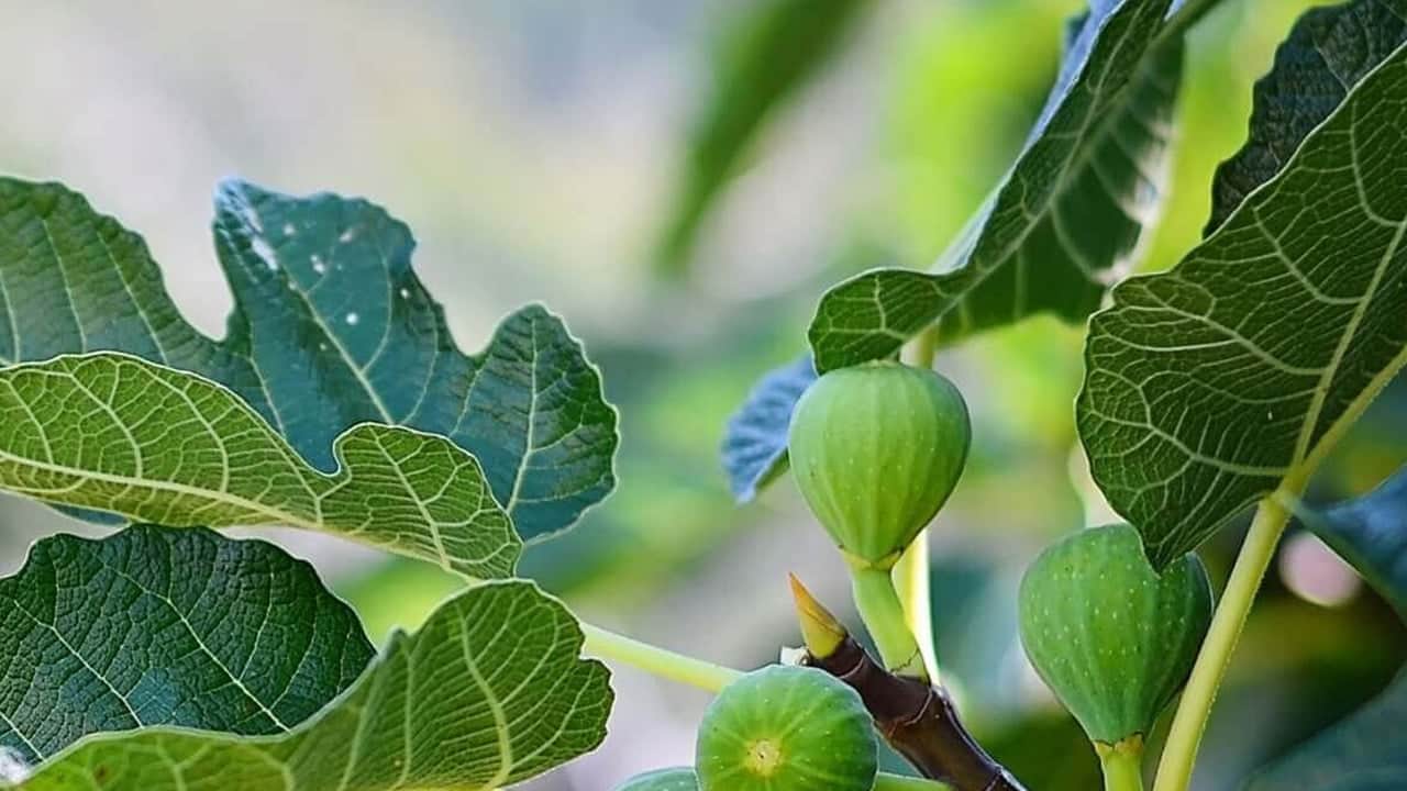 Foto - Dikildiği yerde havayı bile taşa çeviren ağaç: Kur'an'da bile adı geçiyor: Kuru incir neye iyi gelir?