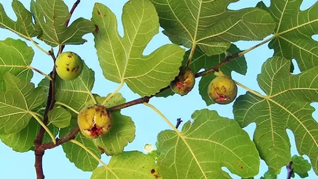 Foto - Dikildiği yerde havayı bile taşa çeviren ağaç: Kur'an'da bile adı geçiyor: Kuru incir neye iyi gelir?