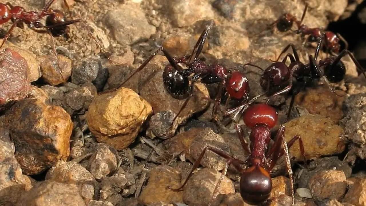 Foto - Doğa ve altyapı tehlikede Avrupa sonunda bunu da yaptı