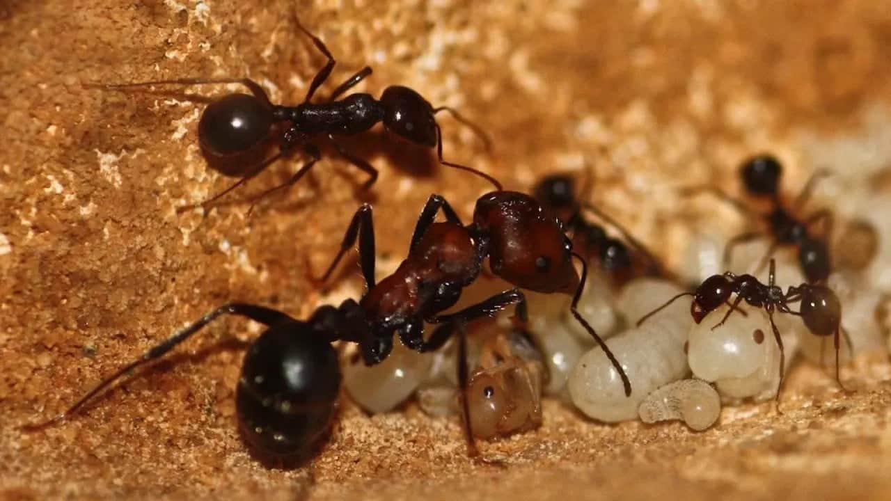 Foto - Doğa ve altyapı tehlikede Avrupa sonunda bunu da yaptı