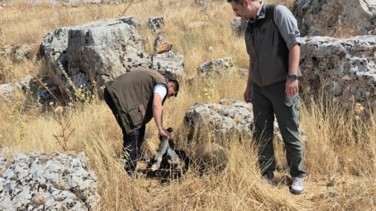 Foto - 5 milyon liraya kadar cezası var! Çizgili sırtlana milyonluk koruma