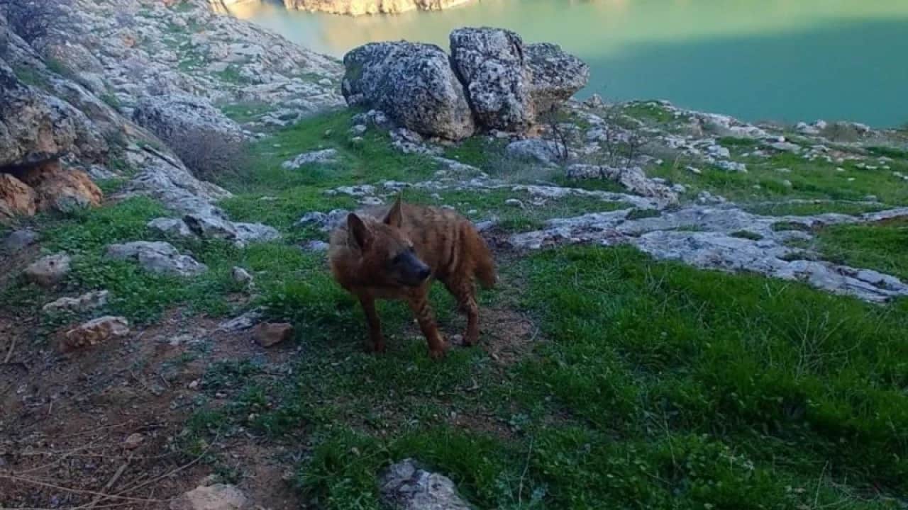 5 milyon liraya kadar cezası var! Çizgili sırtlana milyonluk koruma