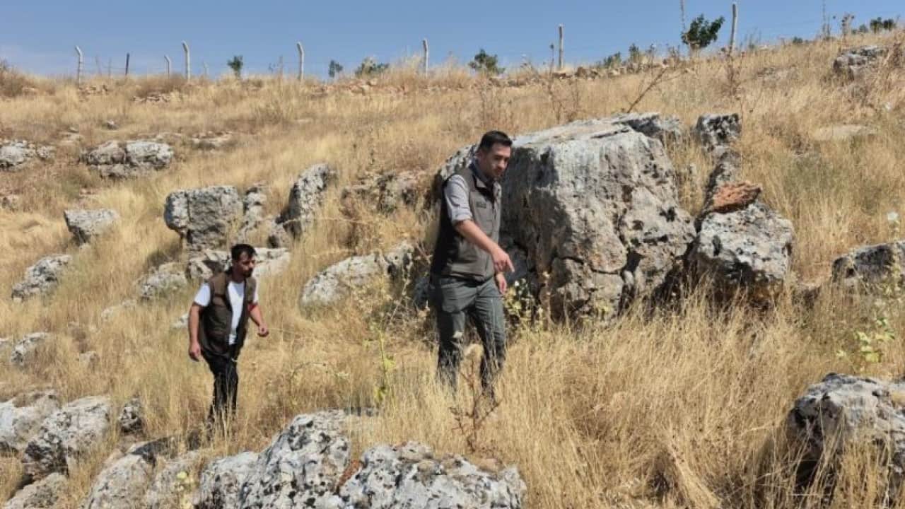 Foto - 5 milyon liraya kadar cezası var! Çizgili sırtlana milyonluk koruma