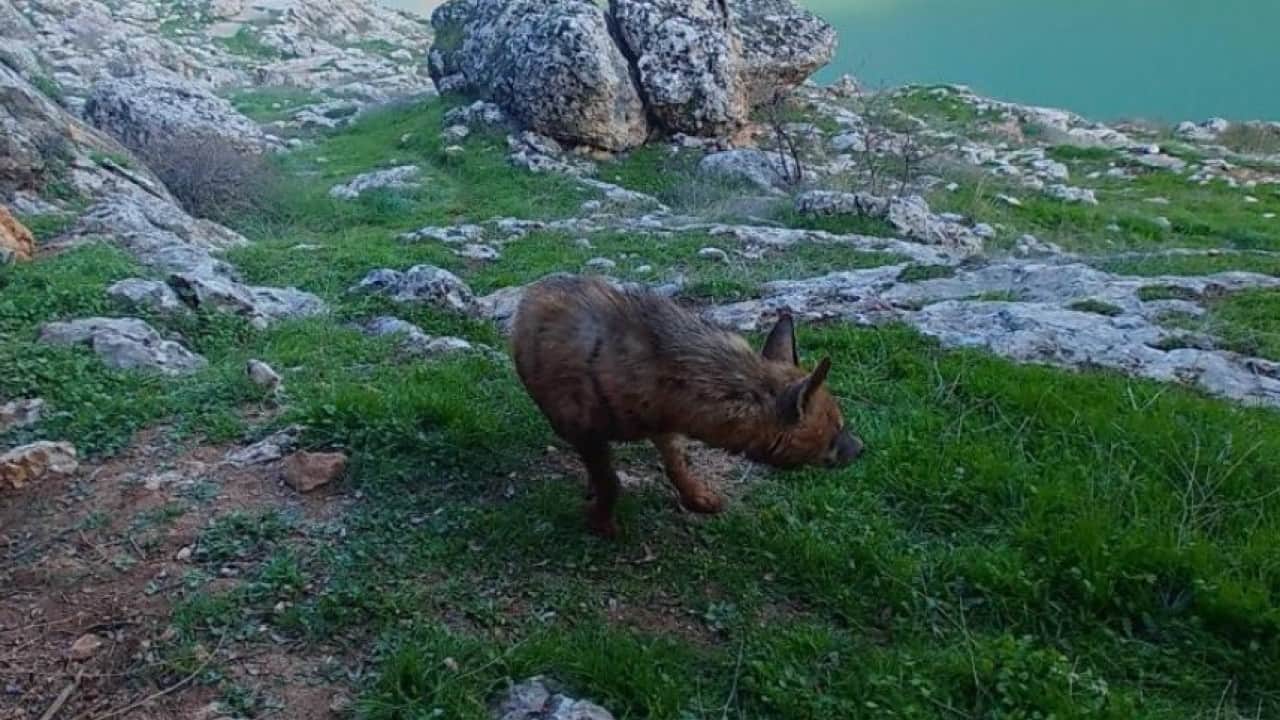 Foto - 5 milyon liraya kadar cezası var! Çizgili sırtlana milyonluk koruma