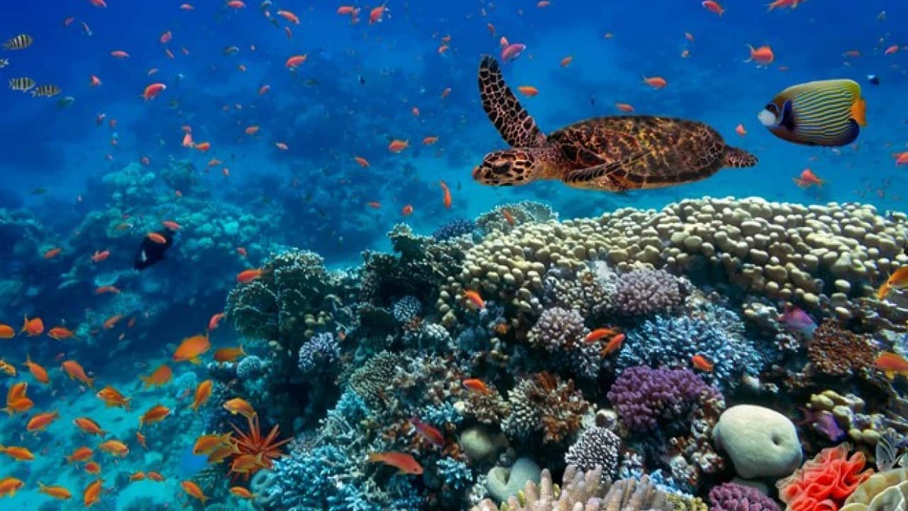 Foto - Doğayı koruyacaklardı, tam tersi oldu! Milyonlarca araç lastiği çevre felaketine yol açtı