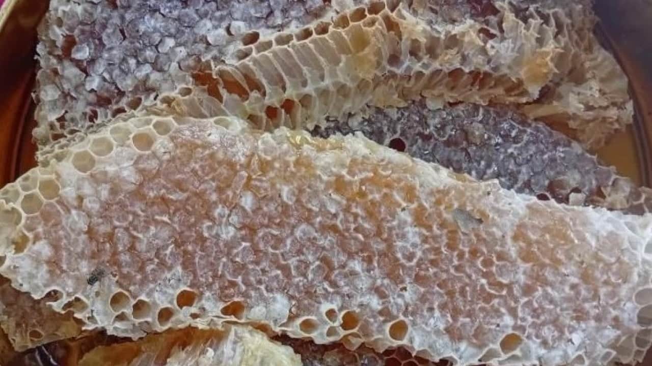 Foto - Dünyanın dört bir yanından talep yağıyor: Kilosu 10 bin TL