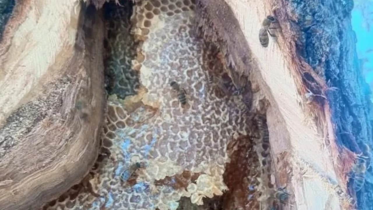 Dünyanın dört bir yanından talep yağıyor: Kilosu 10 bin TL