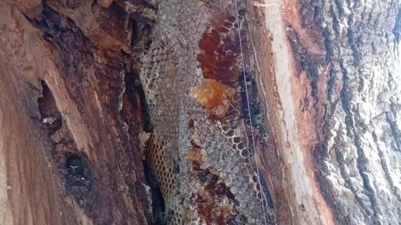 Foto - Dünyanın dört bir yanından talep yağıyor: Kilosu 10 bin TL