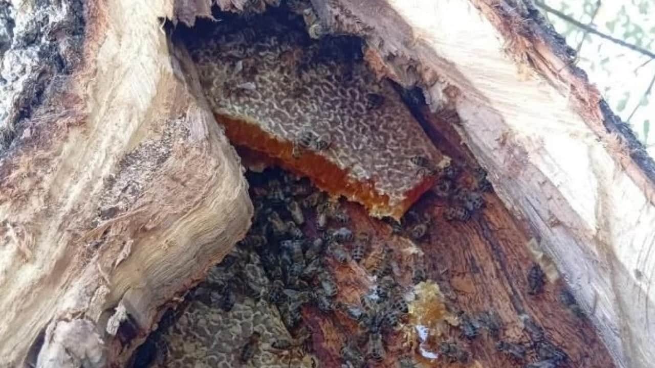 Foto - Dünyanın dört bir yanından talep yağıyor: Kilosu 10 bin TL