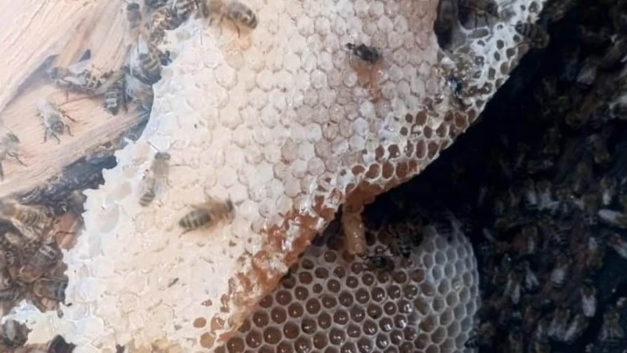 Foto - Dünyanın dört bir yanından talep yağıyor: Kilosu 10 bin TL