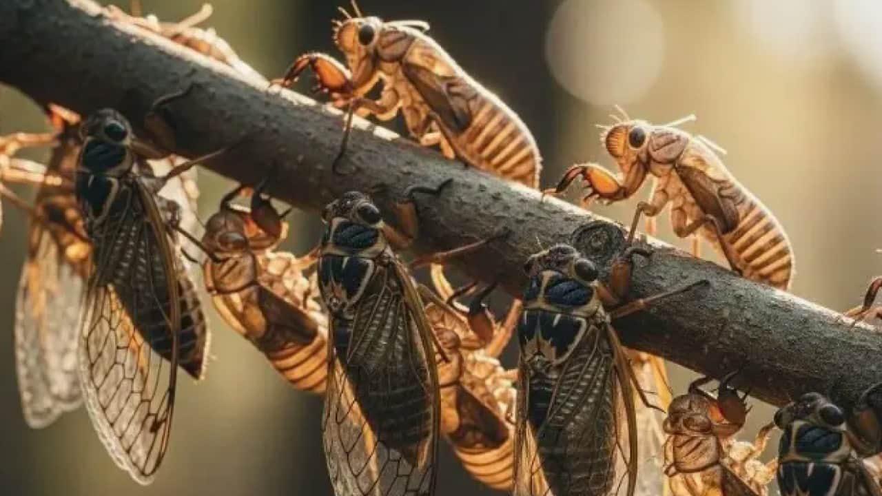 Foto - Çin'de akılalmaz olay: Ormanı dinledikten sonra kulaklarını kaybetti!