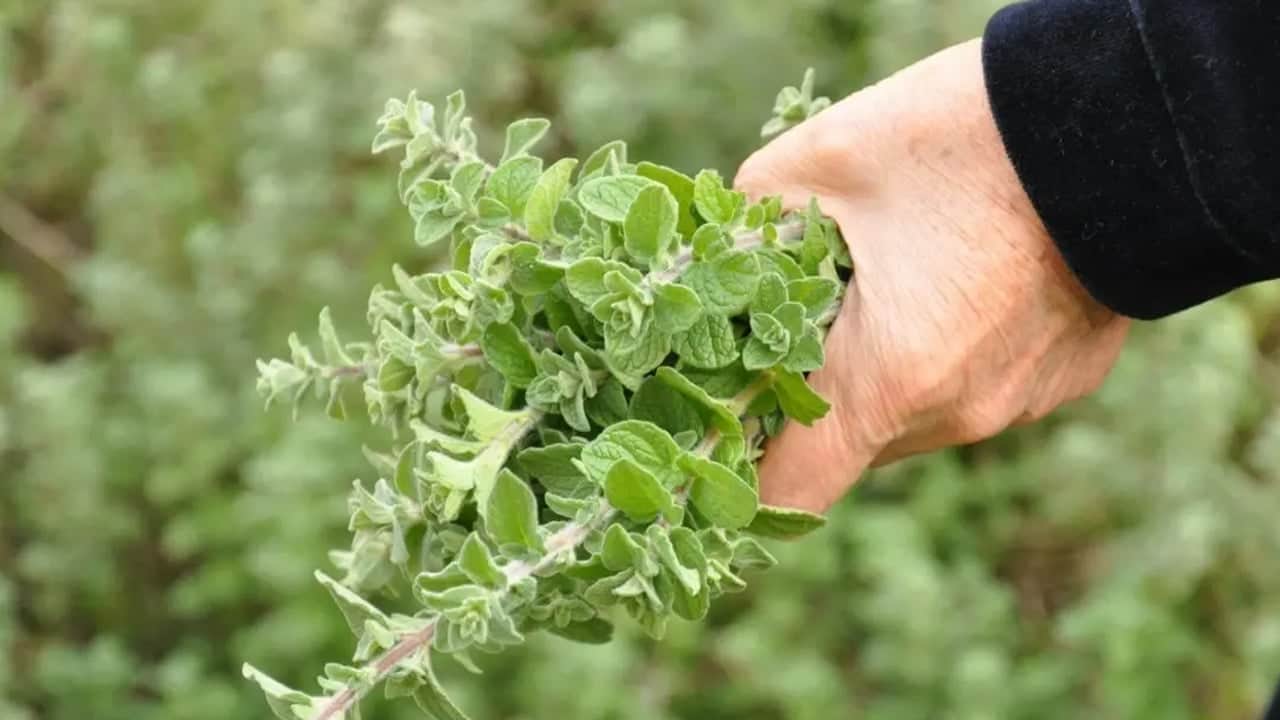 Eczacıların kullandığı o mucizevi bitki: Kalbi ve tansiyonu dengeliyor