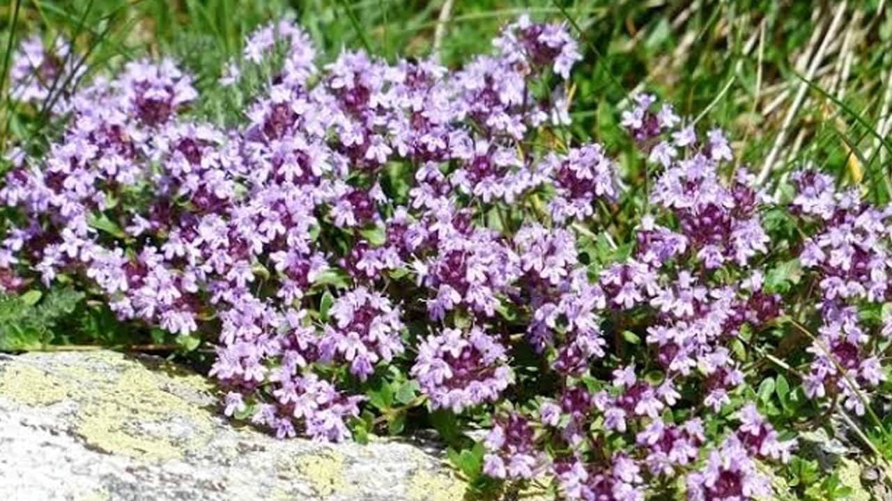 Foto - Eczacıların kullandığı o mucizevi bitki: Kalbi ve tansiyonu dengeliyor
