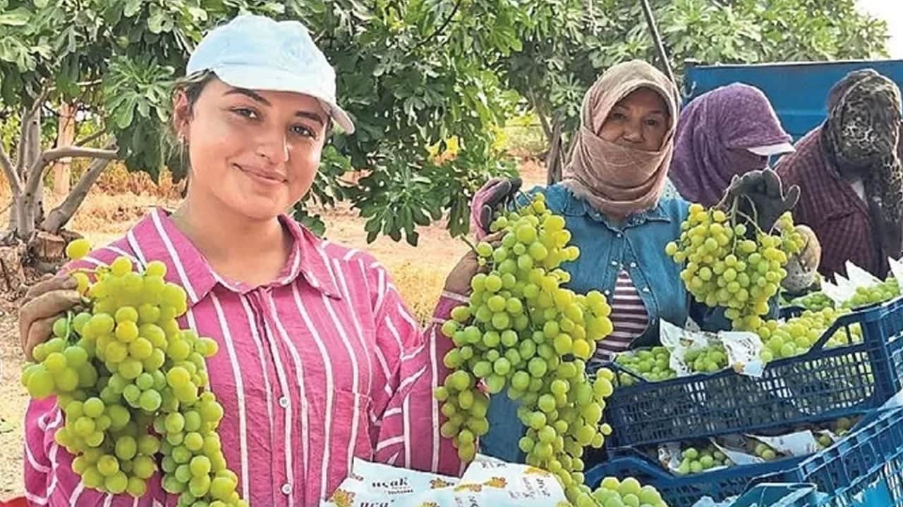 Ege'de yetişiyor, üzüm salkımları göz kamaştırıyor! Şifa deposu için hasat: Bu yıl bereket heyecanı var