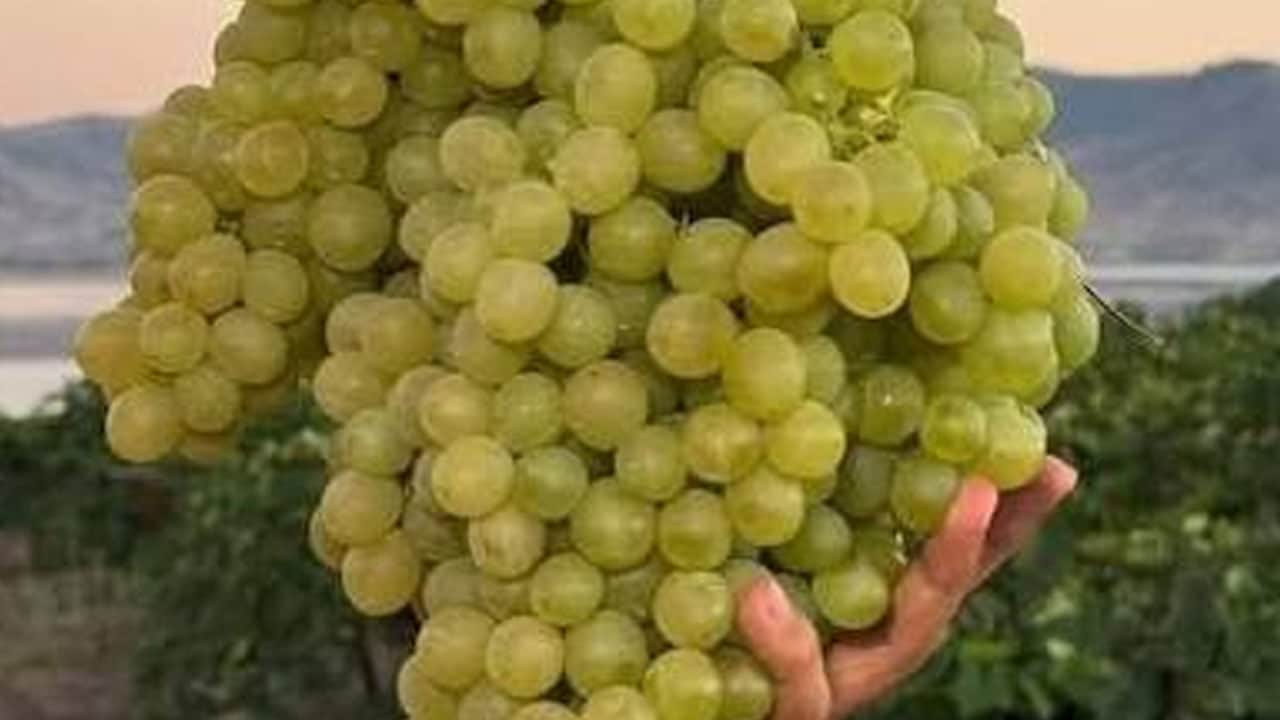 Foto - Ege'de yetişiyor, üzüm salkımları göz kamaştırıyor! Şifa deposu için hasat: Bu yıl bereket heyecanı var