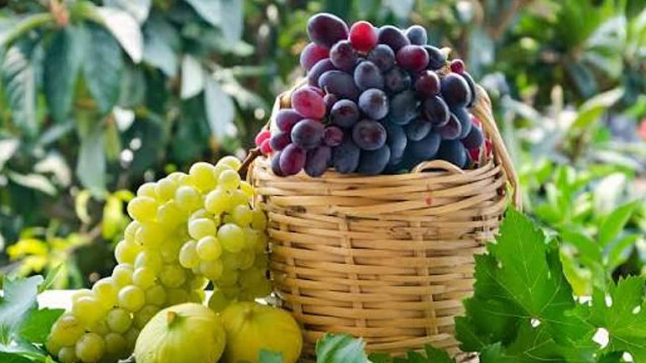 Foto - Ege'de yetişiyor, üzüm salkımları göz kamaştırıyor! Şifa deposu için hasat: Bu yıl bereket heyecanı var