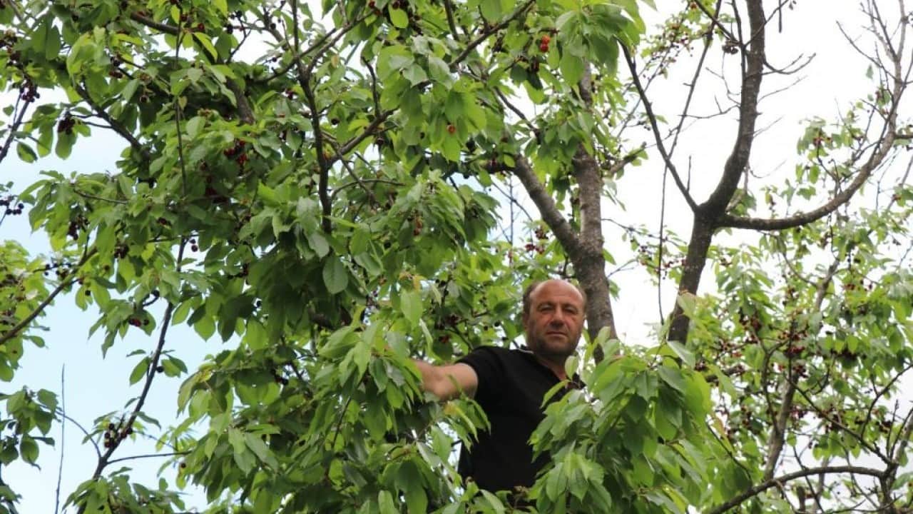 Foto - Erzurum özgü gelenek İlk hasadı satılmıyor ikram ediliyor
