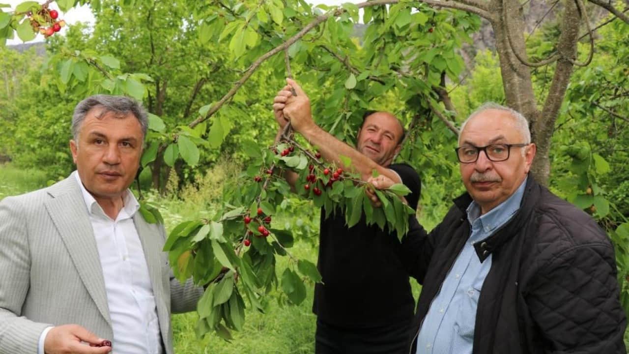 Erzurum özgü gelenek İlk hasadı satılmıyor ikram ediliyor