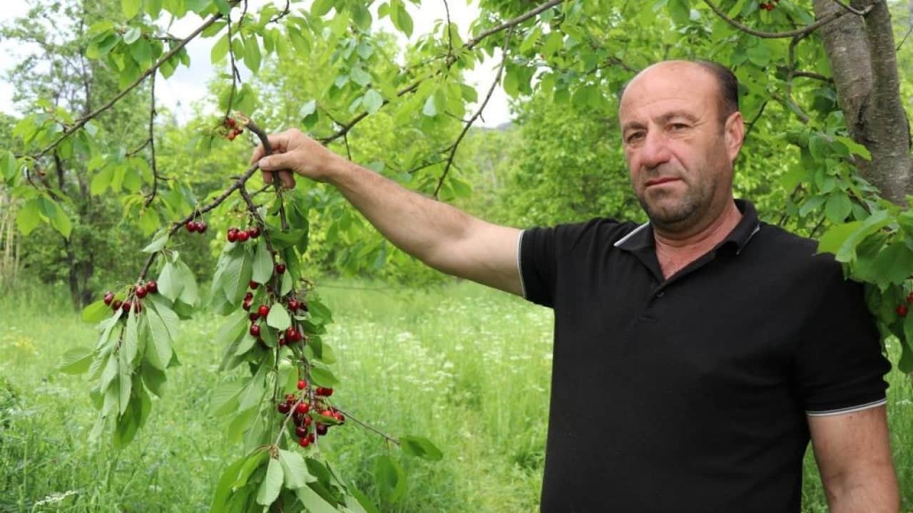 Foto - Erzurum özgü gelenek İlk hasadı satılmıyor ikram ediliyor