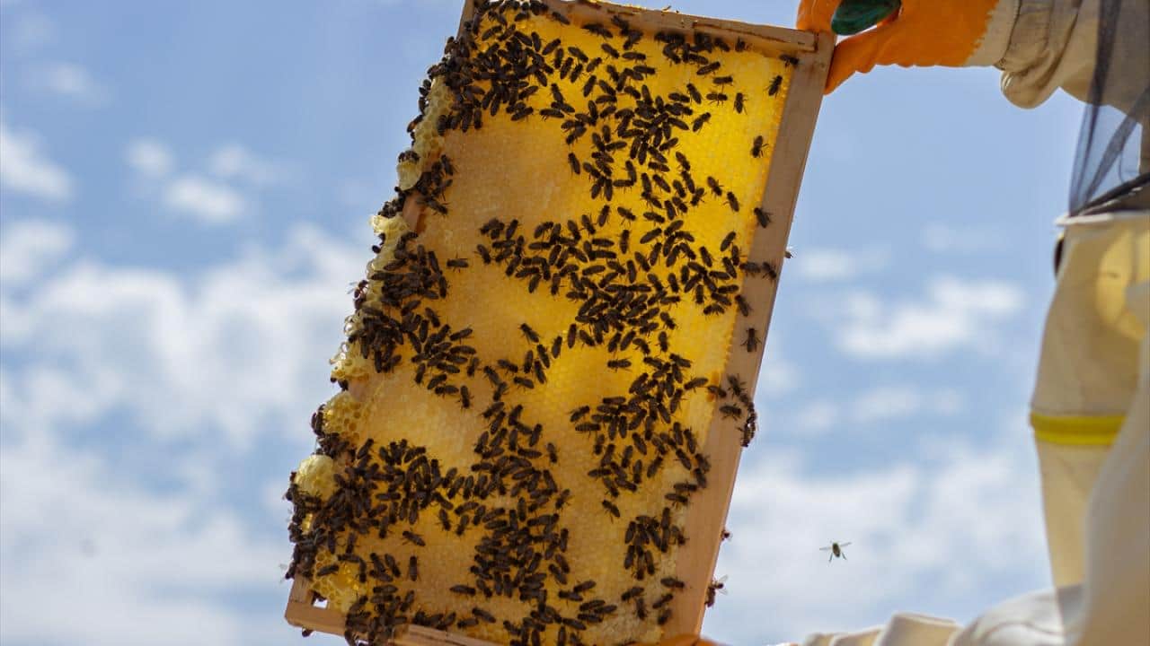 Foto - Eşi ve 3 çocuğuyla yaz aylarını kovanlarının başında geçiriyor! Gezginci arıcı aile bal mesaisinde