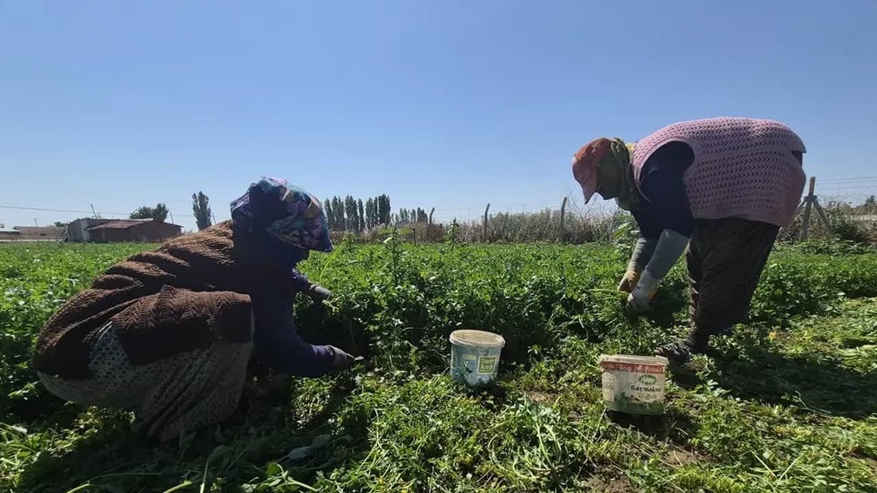 Foto - Eskişehir'de kavurucu sıcakta hasat: 8-9 saat çalışıyorlar... Kadın emekçilerden zorlu mesai