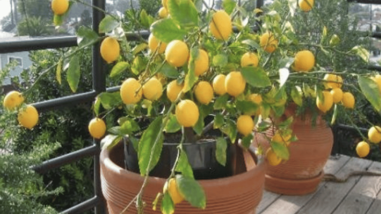 Foto - Evde saksıda limon yetiştirmenin püf noktaları! Evde limona sahip olmanın formülü