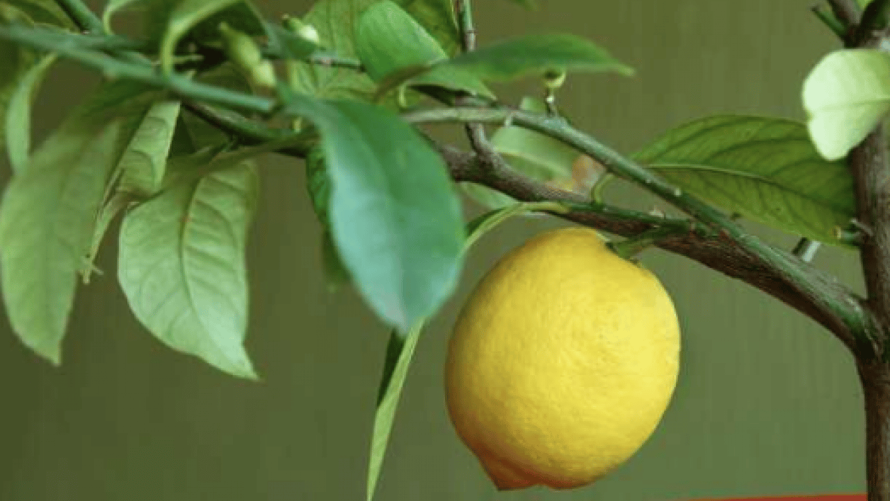 Foto - Evde saksıda limon yetiştirmenin püf noktaları! Evde limona sahip olmanın formülü
