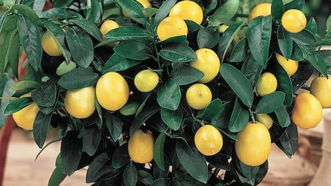 Foto - Evde saksıda limon yetiştirmenin püf noktaları! Evde limona sahip olmanın formülü