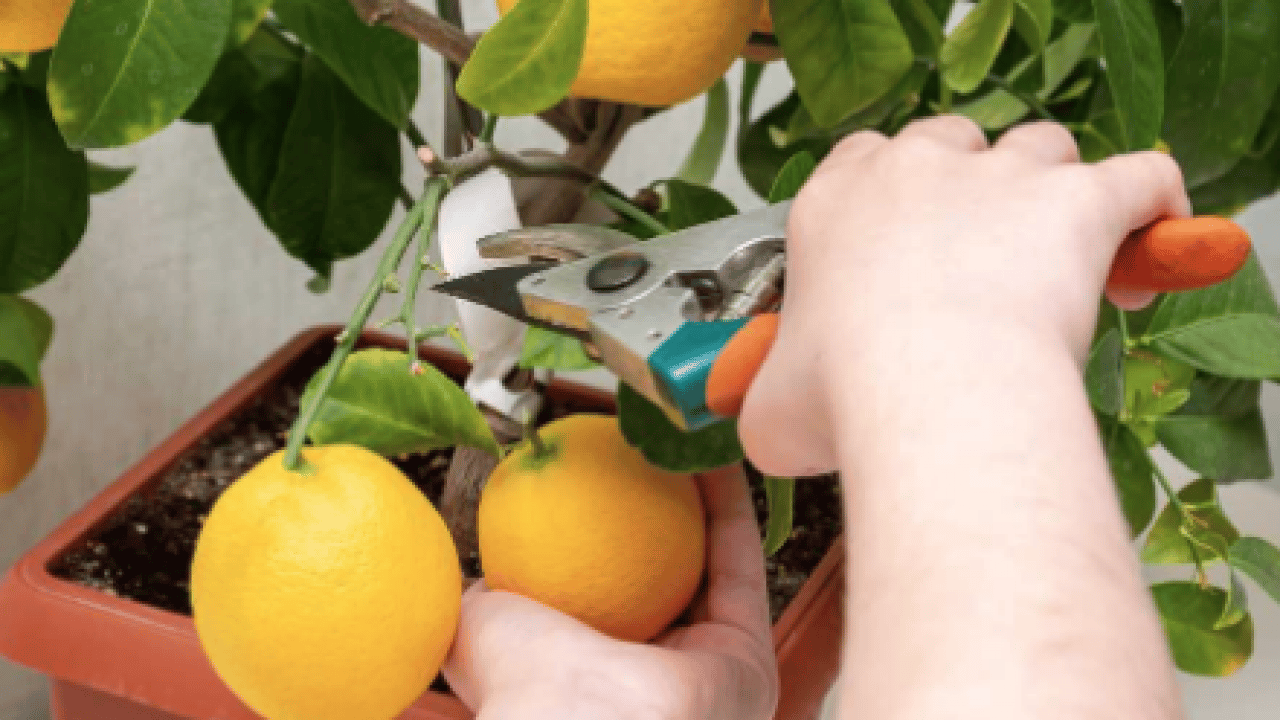 Foto - Evde saksıda limon yetiştirmenin püf noktaları! Evde limona sahip olmanın formülü