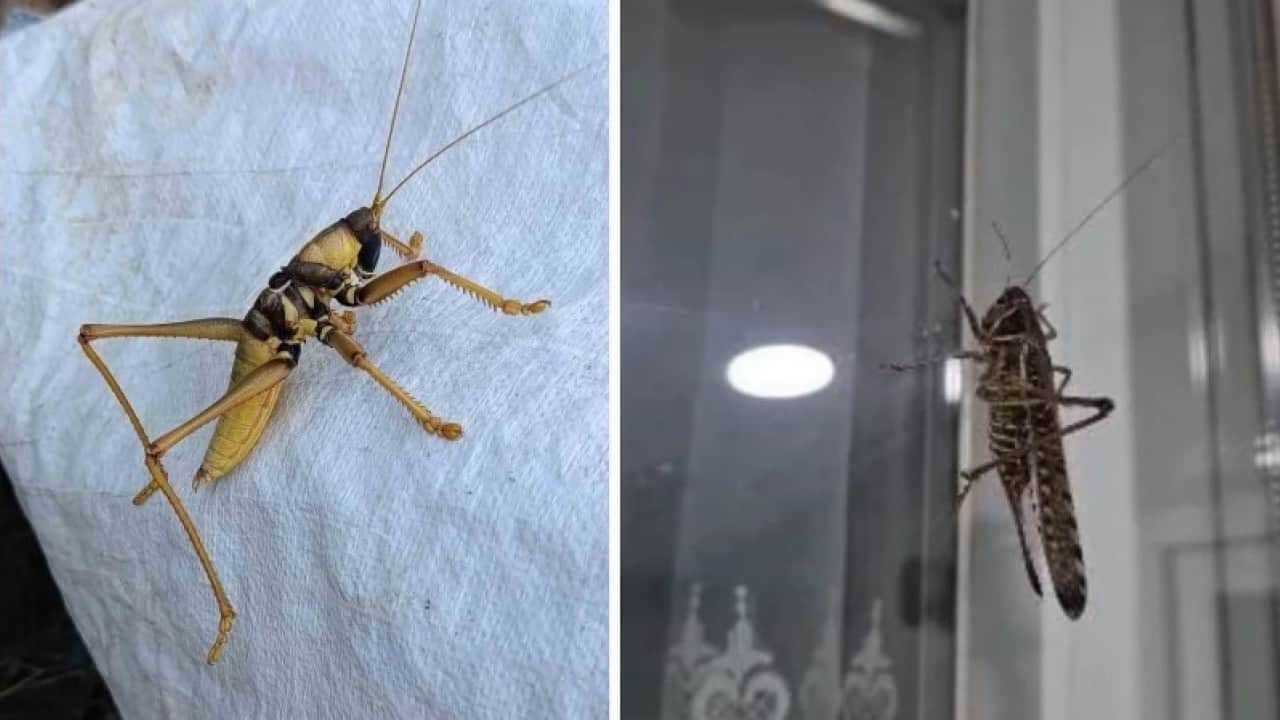 Foto - Evleri sarmıştı! Çekirgelerle ilgili uzmandan önemli açıklama