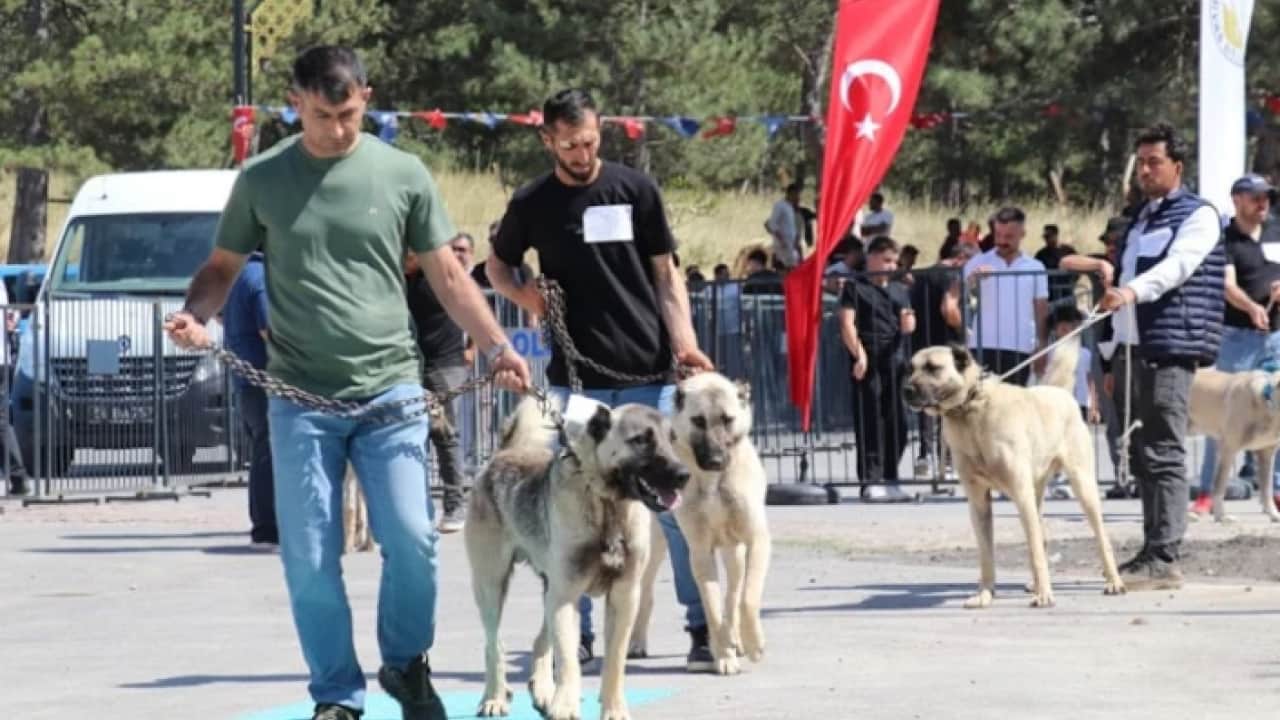 Evliya Çelebi övgüyle bahsetmişti: Anadolu'nun aslanları görücüye çıktı!