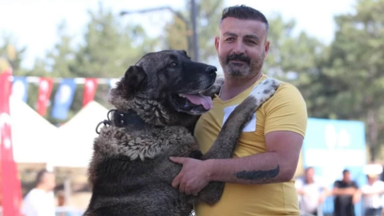 Foto - Evliya Çelebi övgüyle bahsetmişti: Anadolu'nun aslanları görücüye çıktı!