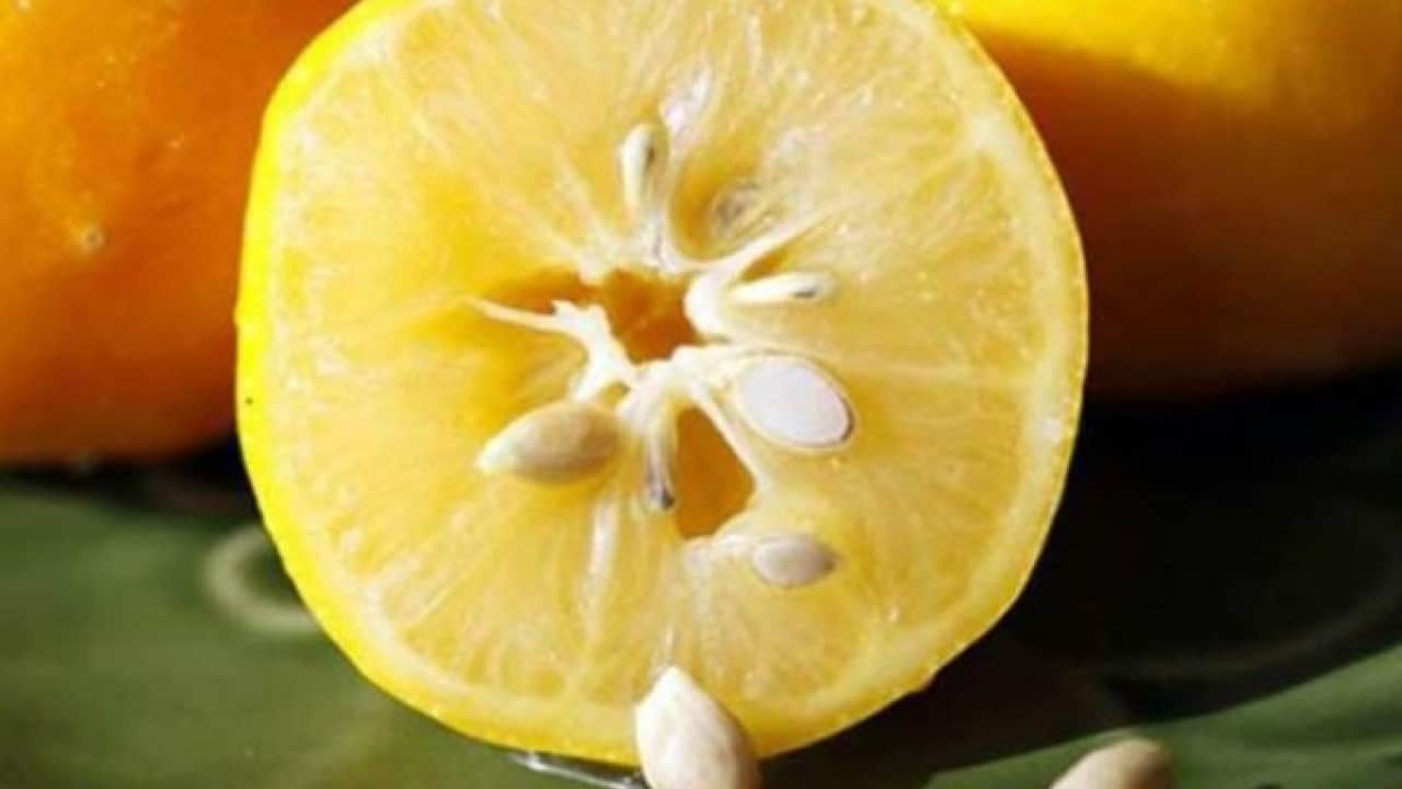 Foto - Faydasını duyunca şaşıracaksınız! Limon çekirdeklerini sakın çöpe atmayın