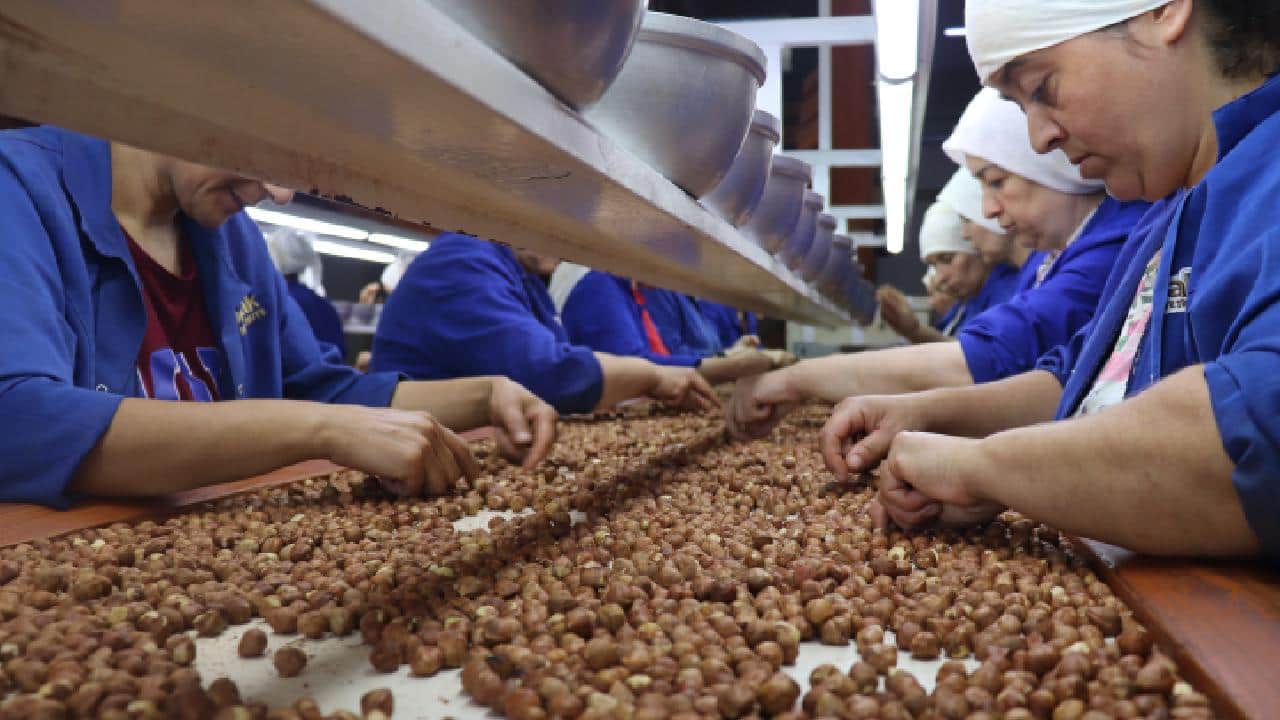 Fındık ihracatı rakamları açıklandı! Trabzon, 563 milyon dolar gelir sağladı