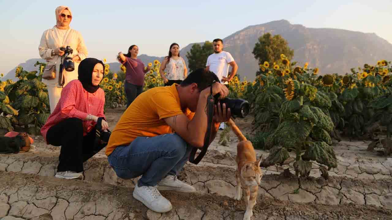 Foto - Fotoğraf tutkunlarının yeni rotası: Harmandalı tarlaları!
