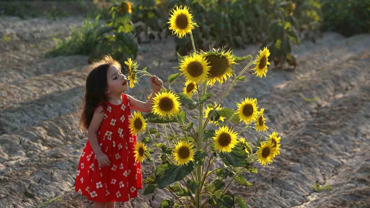 Fotoğraf tutkunlarının yeni rotası: Harmandalı tarlaları!