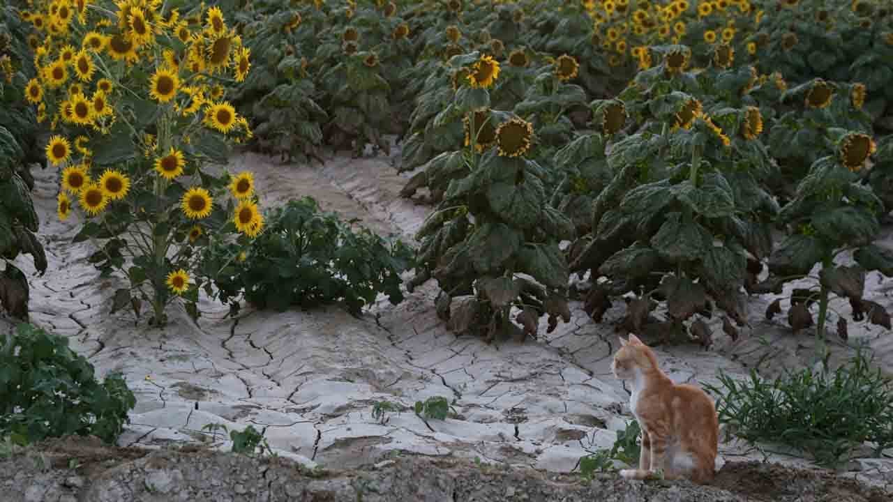 Foto - Fotoğraf tutkunlarının yeni rotası: Harmandalı tarlaları!