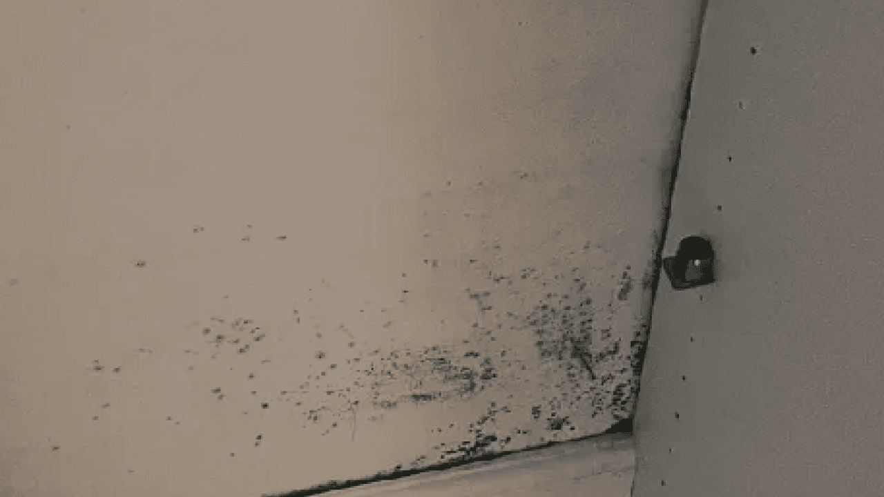 Foto - Gardıroptaki küf kokusunu yok eden öyle bir şey ki şaşırtacak: Rutubeti şıp diye kesiyor!