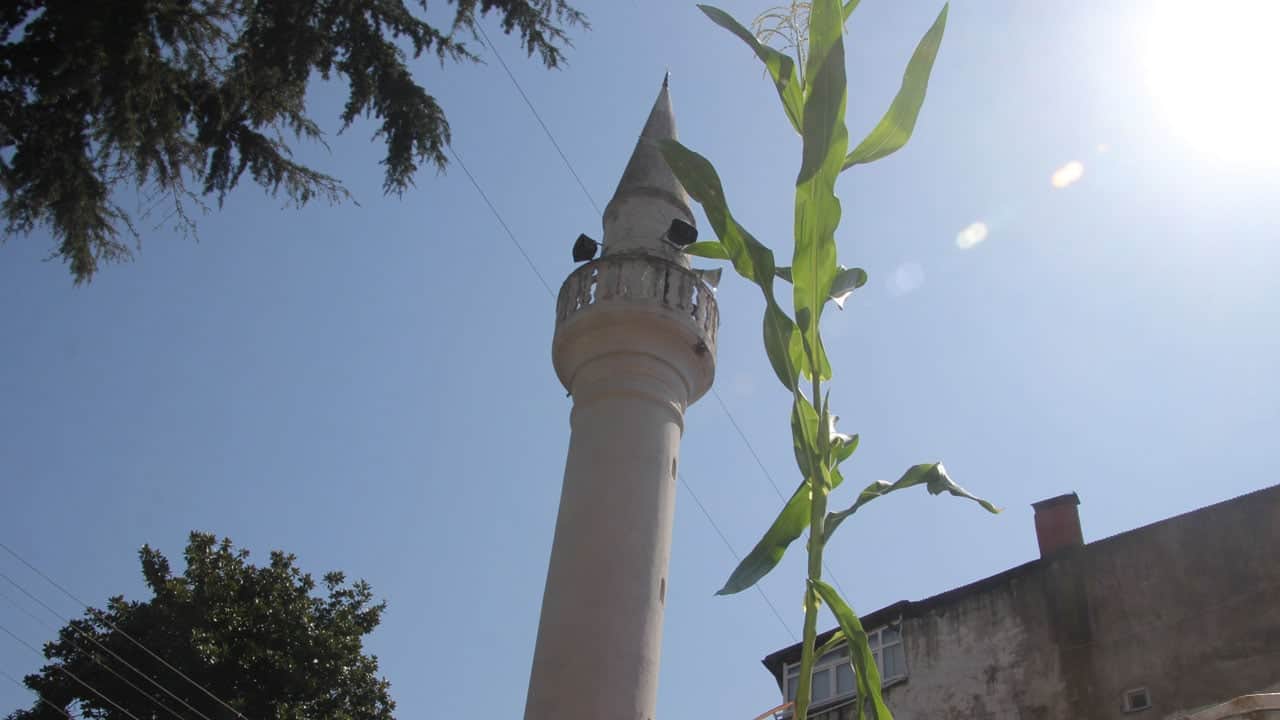 Görenler cami çatısından gözlerini alamıyor! Kargalar düşürdü filizlenip boy verdi