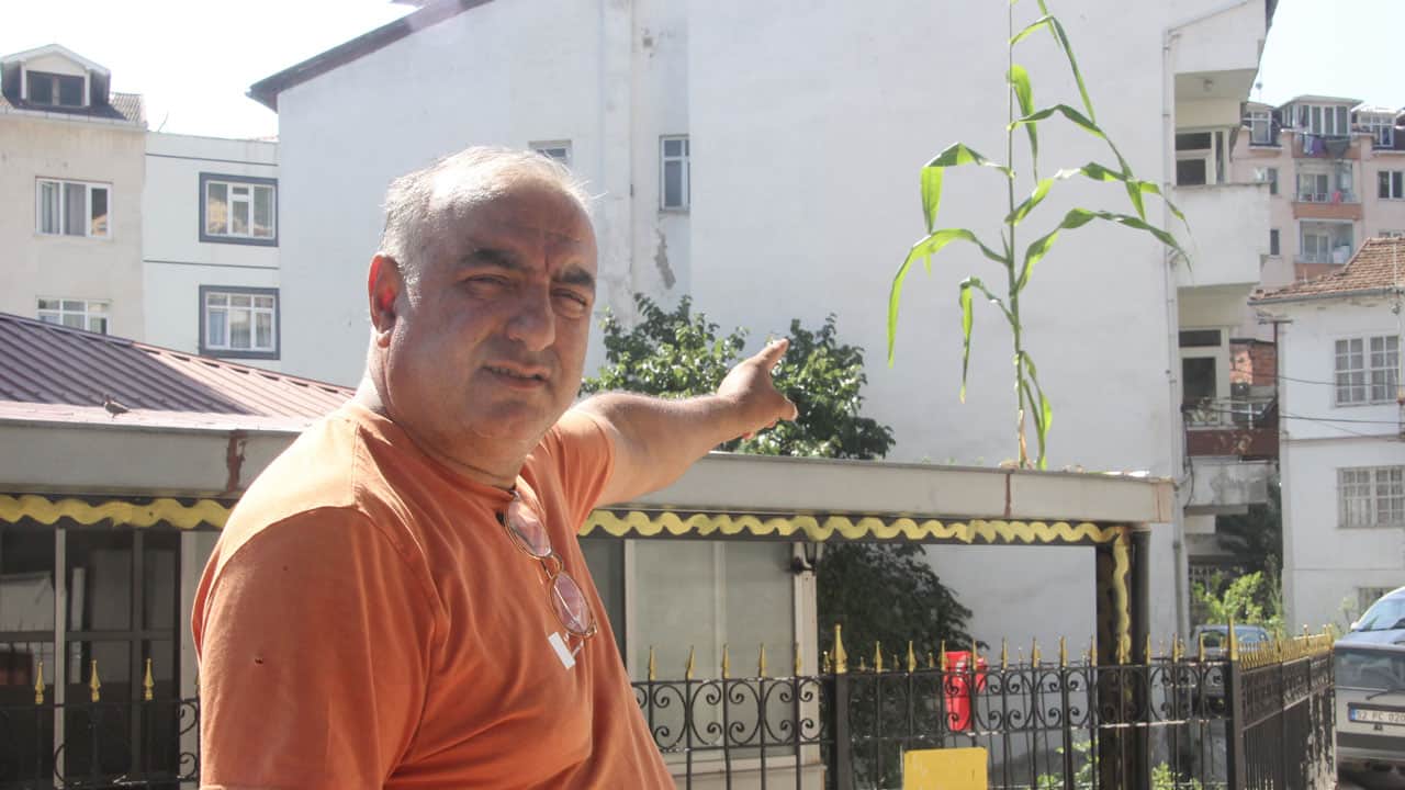 Foto - Görenler cami çatısından gözlerini alamıyor! Kargalar düşürdü filizlenip boy verdi