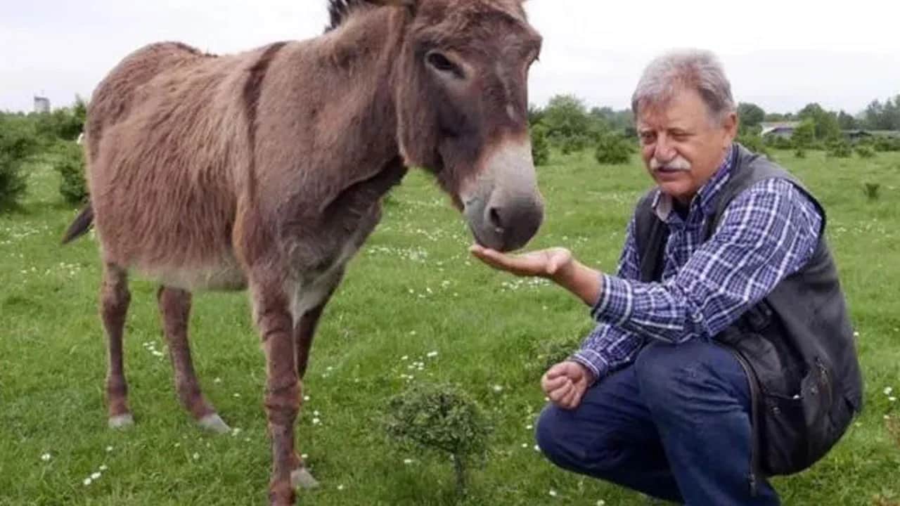 Foto - Gram gram alıyorlar! Sırrı duyanları şaşırtıyor! Dünyanın en pahalı peyniri: Kilosu 72 bin liraya satılıyor