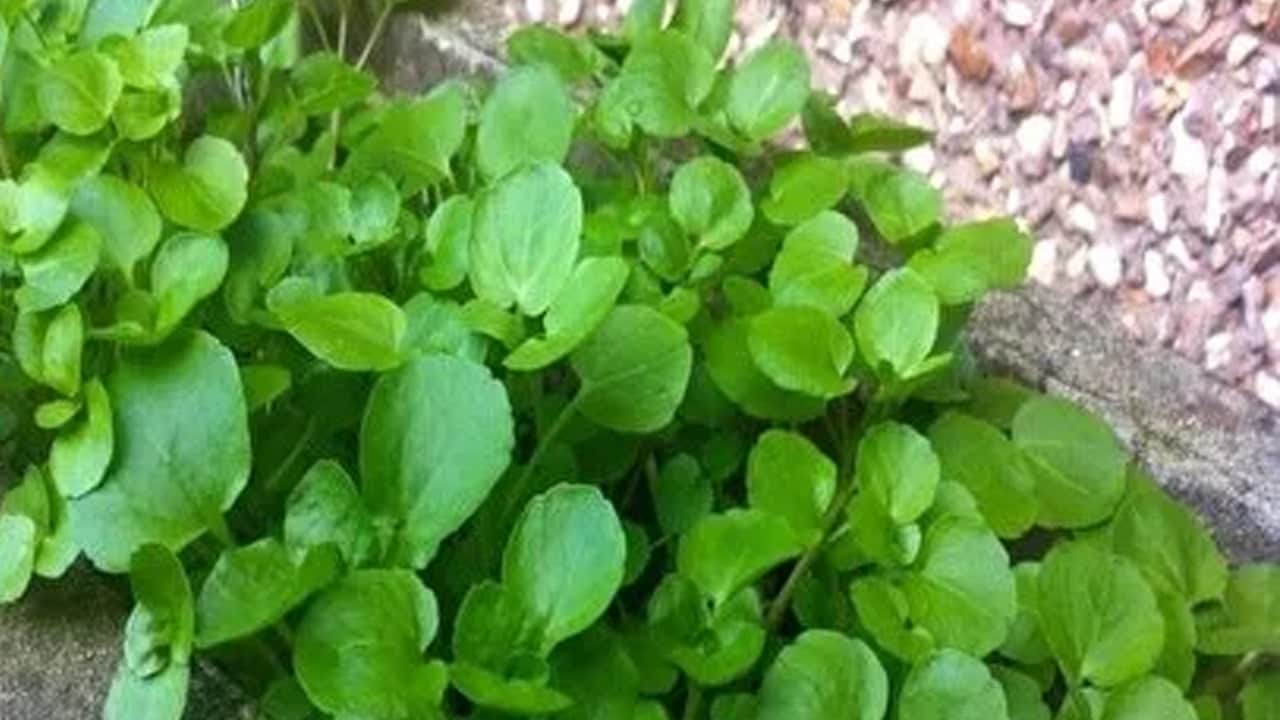 Foto - Günlük beslenmenize yetiyor, en güçlü o besin desteği veriyor: Vitamin deposu! Kaynağı veren şey oymuş...