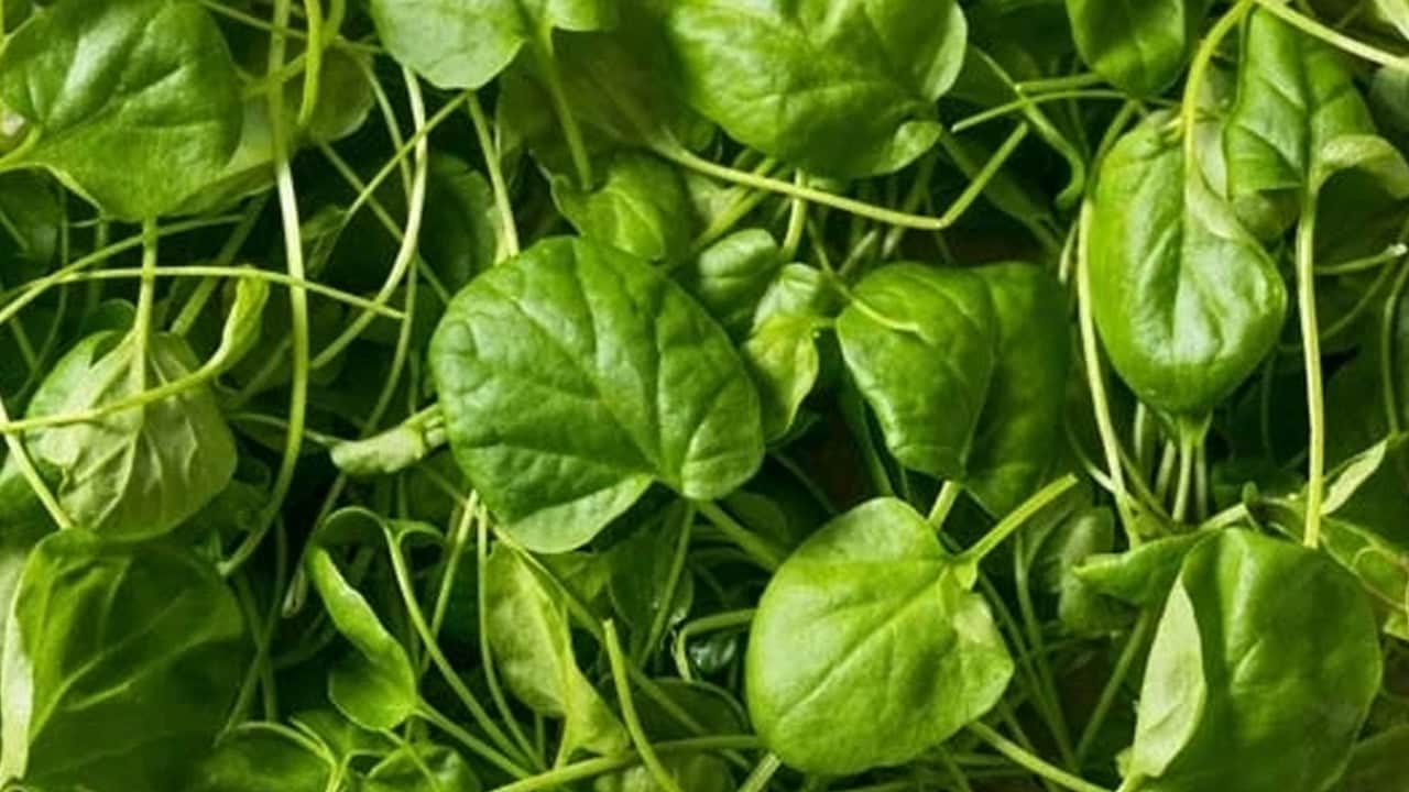 Foto - Günlük beslenmenize yetiyor, en güçlü o besin desteği veriyor: Vitamin deposu! Kaynağı veren şey oymuş...