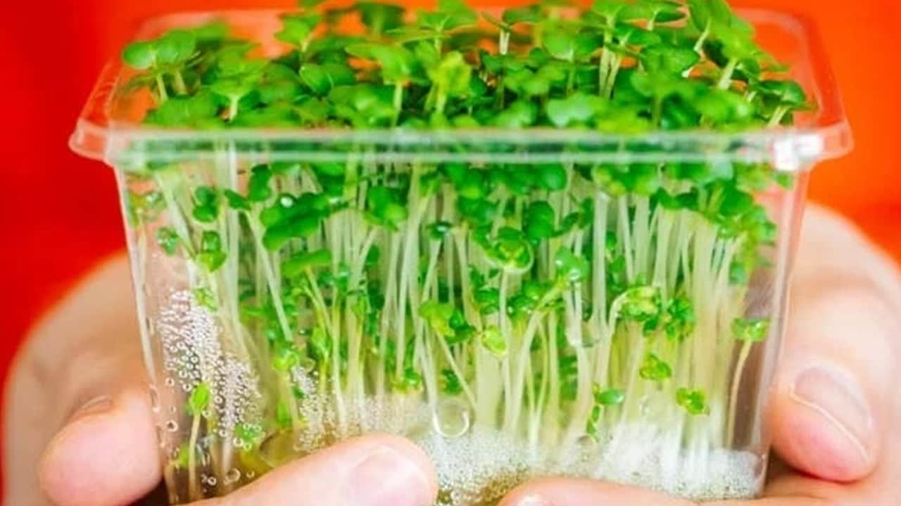 Foto - Günlük beslenmenize yetiyor, en güçlü o besin desteği veriyor: Vitamin deposu! Kaynağı veren şey oymuş...