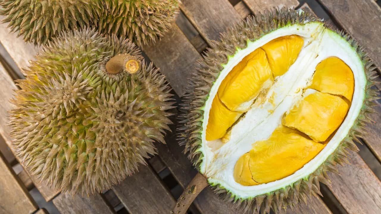 Halk arasında 'Meyvelerin Kralı' olarak biliniyor: Durian yetiştiriciliğinde çok önemli çalışma!