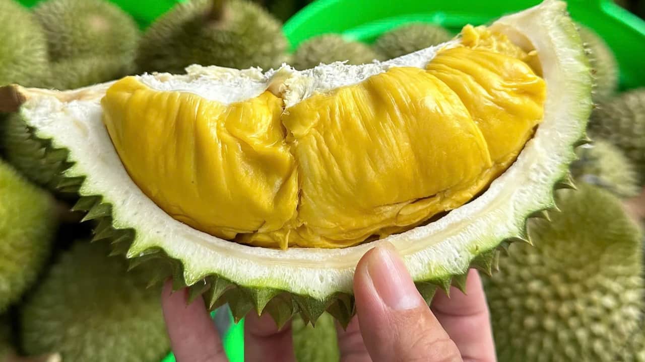 Foto - Halk arasında 'Meyvelerin Kralı' olarak biliniyor: Durian yetiştiriciliğinde çok önemli çalışma!