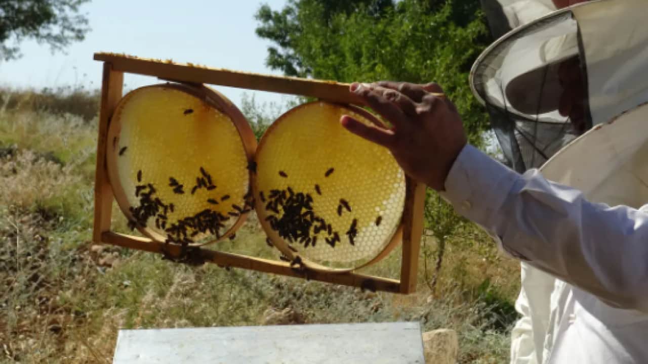 Foto - Sadece 10 gün kaldı! Hasat zamanı yüzler gülüyor!