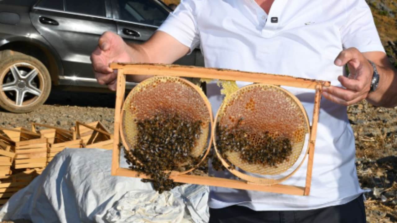 Foto - Sadece 10 gün kaldı! Hasat zamanı yüzler gülüyor!